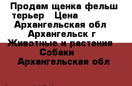Продам щенка фельш терьер › Цена ­ 24 000 - Архангельская обл., Архангельск г. Животные и растения » Собаки   . Архангельская обл.